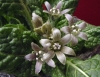 Show product details for Mandragora officinarum